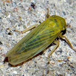 Elymana sulphurella